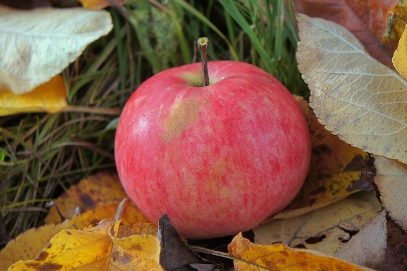 Сорт яблони осенью. Яблоня осенняя Балтика. Осенние сорта яблок Лобо. Яблоня подарок осени. Яблоня осенняя летняя зимняя.