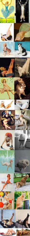 cats_that_look_like_pin_up_girls-364107.jpg