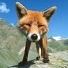 fox96
